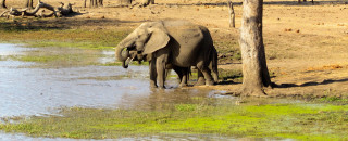 Elephants by a watering hole