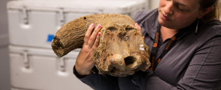 A scientist holds the fossilized skull of a musk ox.