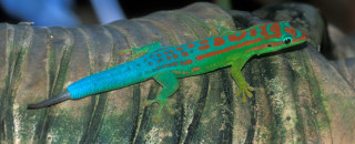 A blue tailed gecko