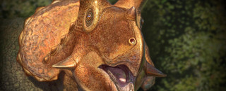 This is an artistic depiction of a triceratops