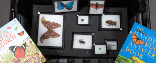 Teaching Toolbox: Insects 