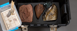 Teaching Toolbox: Utah&#039;s Fossil Past 