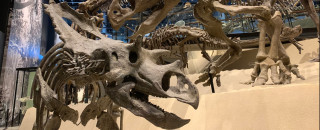 A fossil of a juvenile Utahceratops on display in NHMU.