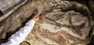 An individual in a lab coat brushes dirt off the fossil of a dinosaur skull in a lab at NHMU.