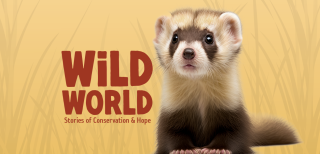 Wild World Logo and Animal