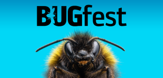 A bee on a blue background with &#039;BUGfest&#039; written