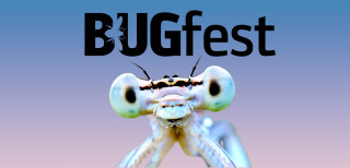 BUGfest
