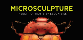 A beetle and the title &quot;Microsculpture: Insect Portraits by Levon Biss&quot;