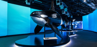 A life-size model of an orca in the exhibition. 