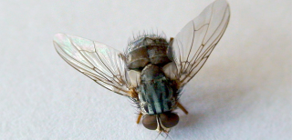 vampire fly