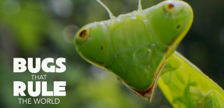 bugs that rule the world pbs poster
