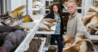 Scientists stand amongst open drawers of a vertebrates collection. 