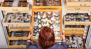 A scientist looks into drawers of invertebrate specimens including many butterflies. 