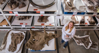 A scientists stands in a collection space with large fossils.