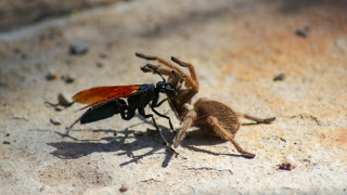 Tarantula Hawk Wasp and Tarantula