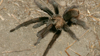 Brown Tarantula