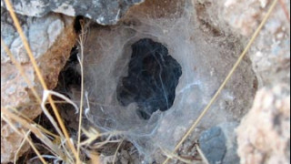 Brown Tarantula Burrow