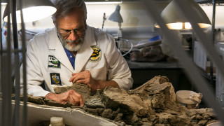 NHMU Volunteer Randy Johnson prepares a fossil in a lab at the Museum.