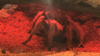 Tarantula in Life Exhibit