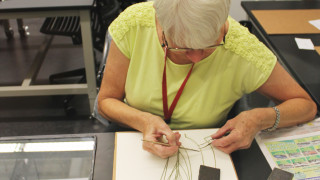 NHMU Volunteer Linda Metke works in a lab at the Museum.