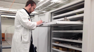 NHMU Volunteer Spencer Bronte inventories fossils in the collections. 