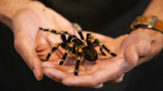 Hands holds a tarantula in the Wild World exhibit. 