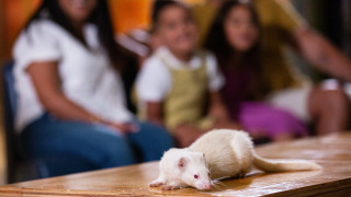 A family watches a ferret on a table in the exhibit. 