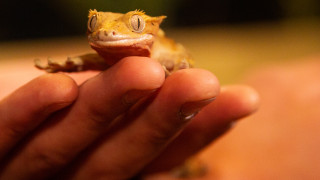 A hand holding a gecko.