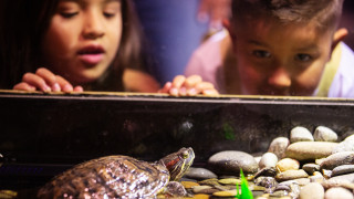 Two young kids look at a turtle in a case. 