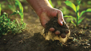 A hand picks up soil in a field. 