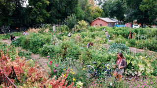 People work in a community garden.