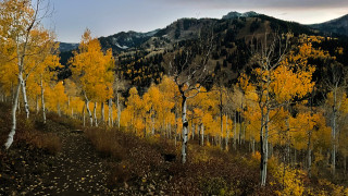 Yellow aspens on a mountainside. 
