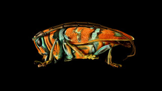Jewel Longhorned Beetle
