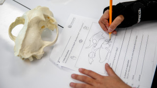 A worksheet showing observations of a cougar skull