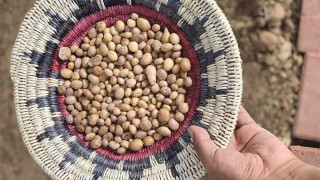 Small tan seed like grains sit a in a woven red, white and blue basket