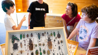 Guests admire insect specimens on display at BUGfest