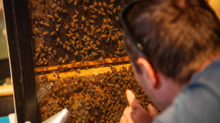 A guest leans in close to look at live bees. 