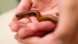 A kid holds a large millipede. 