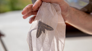A sphinx moth held in a butterfly net.