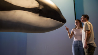 A young couple views a life-sized model of an Orca. 