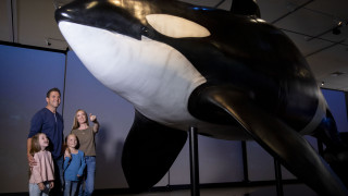 A family of four views a life-sized Orca sculpture in front of them. 