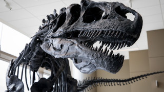 An Allosaurus skeleton on display at Salt Lake City International Airport.