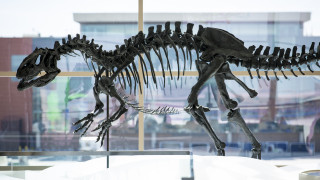An Allosaurus skeleton on display at Salt Lake City International Airport.