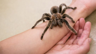 Tarantula Interaction at NHMU