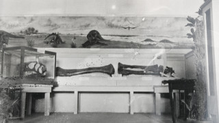 A historic black and white photo showing Allosaurus bones on display.