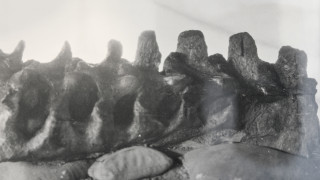 A historic black and white photo showing Allosaurus bones on display.