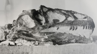 A historic black and white photo showing Allosaurus bones on display.
