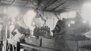 A historic black and white photo showing Allosaurus bones on display.