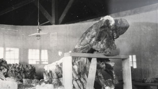 A historic black and white photo showing Allosaurus bones on display.