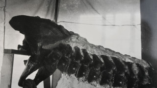 A historic black and white photo showing Allosaurus bones on display.